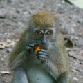 Macaque Eating an Orange Peel