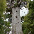 Tane Mahuta, Waipoua Forest