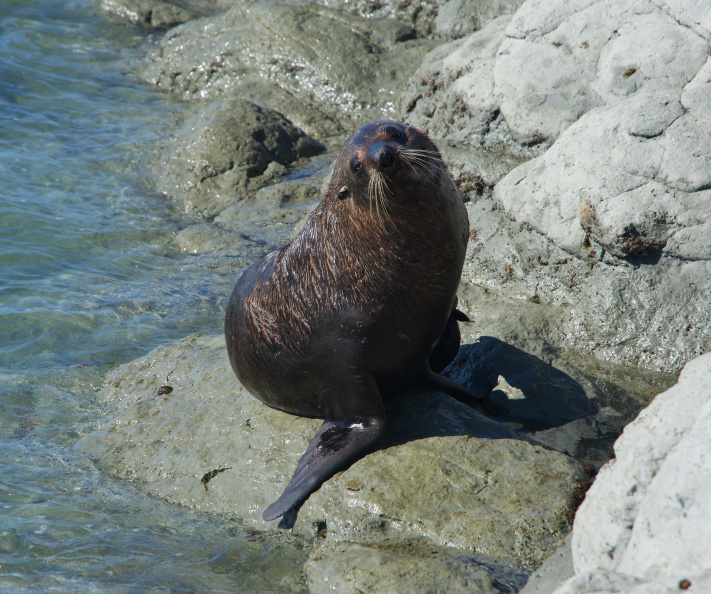 Seal near Kaikoura