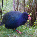 At Zealandia Wildlife Sanctuary, Wellington