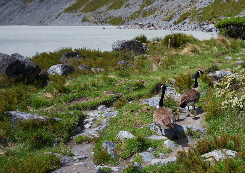A family of geese at Hooker Lake