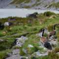 A family of geese at Hooker Lake