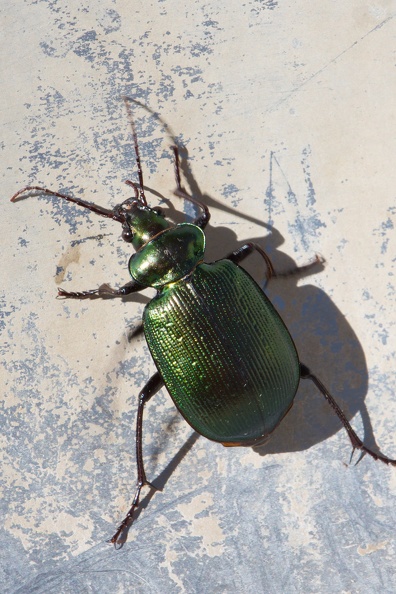 Green Carab Beetle,near Longreach