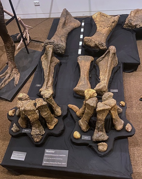 Australian Age of Dinosaurs Museum