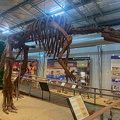 Muttaburrasaurus, Hughenden