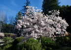 Cherry Blossom Festival, Hakone Gardens, Saratoga, Spring 2021