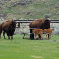 "Bison Picnic", Yellowstone National Park, Wyoming