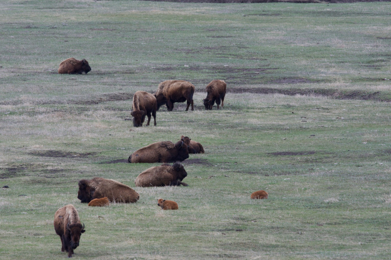 Bison in the Lamar Valley, Yellowstone National Park, Wyoming
