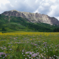 Summer wildflowers near Crested Butte, Colorado
