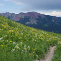 Summer wildflowers on the 401 Trail, near Crested Butte, Colorado