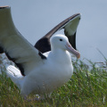 Northern Royal Albatross at Taiaroa Head