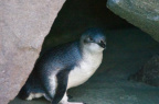 Korora (Little Blue Penguin)