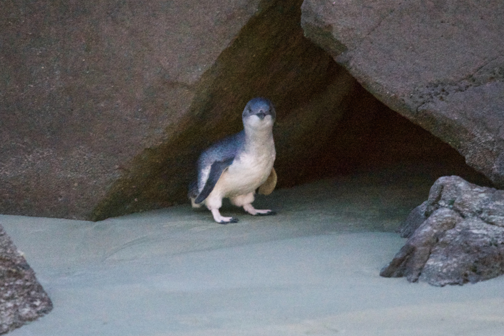 Little Blue Penguin at Caroline Bay, Timaru