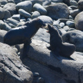 New Zealand Fur Seals, at Cape Foulwind