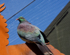 Kereru (Wood Pigeon)