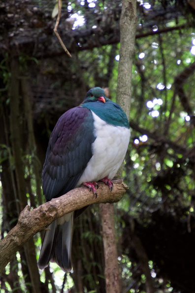 Kereru at the Willowbank Wildlife Reserve, Christchurch