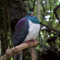 Kereru at the Willowbank Wildlife Reserve, Christchurch
