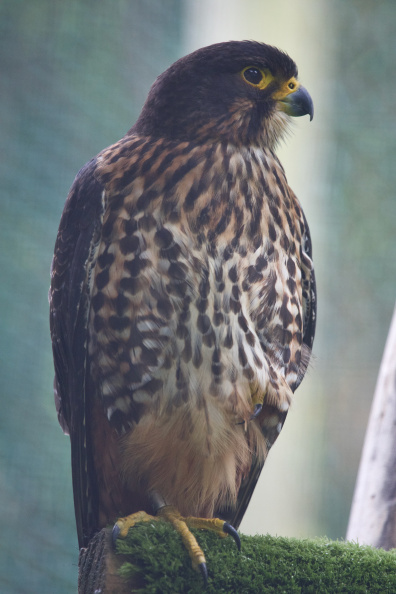 Karearea (New Zealand Falcon) at the Willowbank Wildlife Reserve, Christchurch