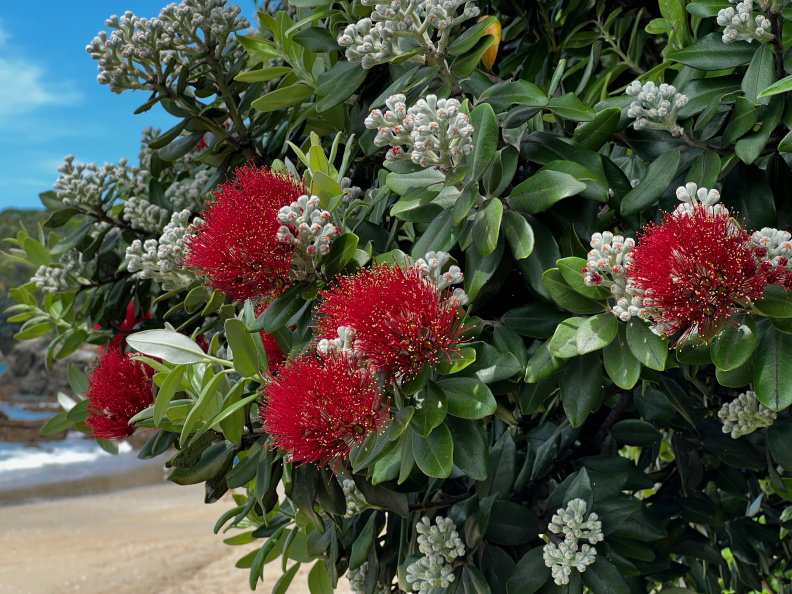 Flowering pohutukawa, Oneroa Beach, Waiheke Island