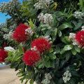 Flowering pohutukawa, Oneroa Beach, Waiheke Island