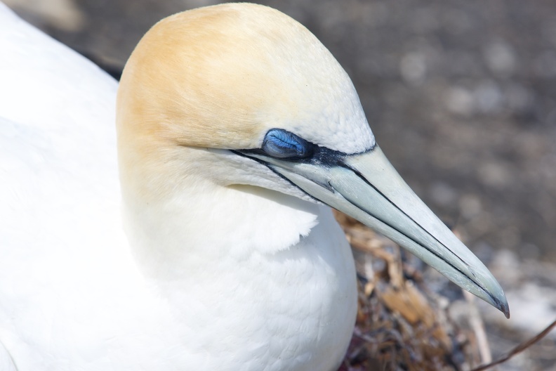 At the Muriwai gannet colony, Auckland