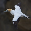 At the Muriwai gannet colony, Auckland