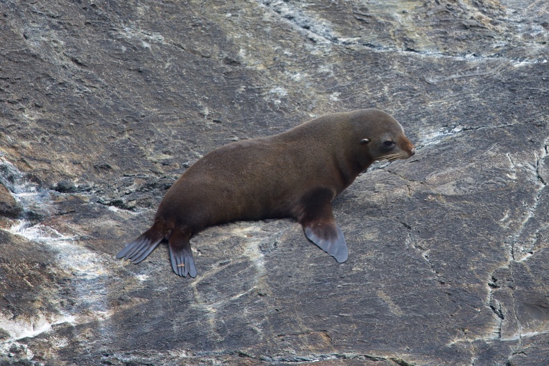 Seal near the entrance of Doubtful Sound