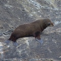 Seal near the entrance of Doubtful Sound