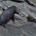 Seals near the entrance of Doubtful Sound