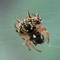 Christmas Jewel Spider at 30 Degrees South, 148 Degrees East