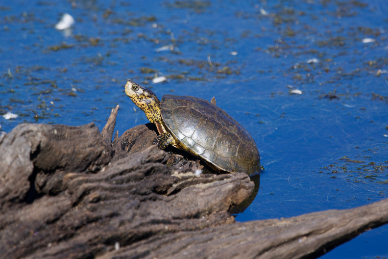 Turtle, Henry Coe State Park