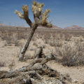 Joshua Trees in the Mojave Desert: 35 Degrees North, 117 Degrees West