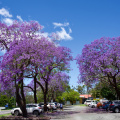 Springtime Jacarandas, Boonah