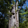 Te Matua Ngahere, Waipoua Forest