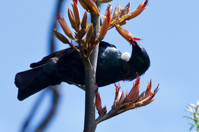 Tui in a flax plant, Waipoua Forest, Northland