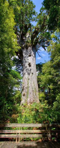 Tane Mahuta, Waipoua Forest
