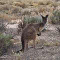 Kangaroo, Mungo National Park