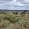 Emus, Mungo National Park