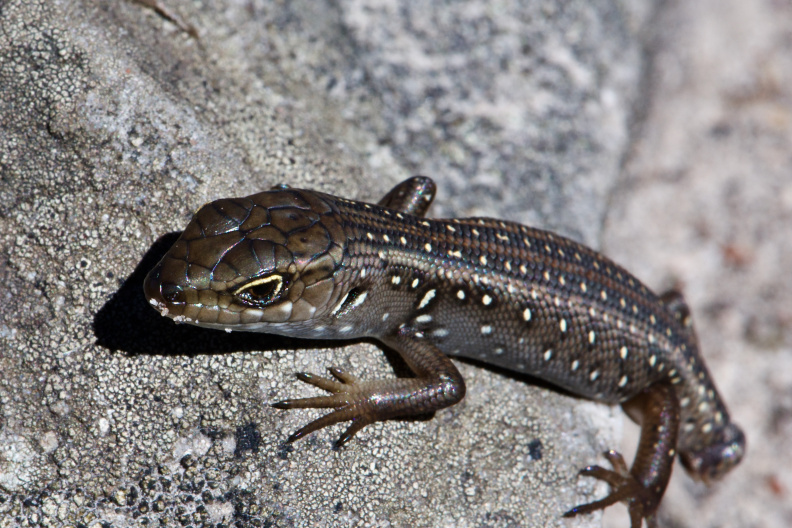 White's Skink (missing a tail)