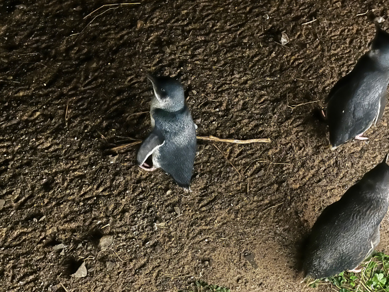 Little Blue Penguin, Philip Island