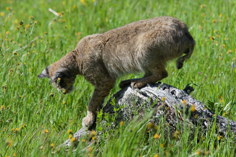 Bobcat, Henry Coe State Park, near Gilroy