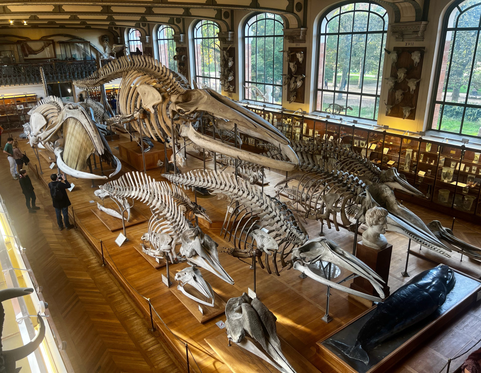 Gallery of Paleontology and Comparative Anatomy, National Museum of Natural History