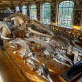Gallery of Paleontology and Comparative Anatomy, National Museum of Natural History