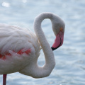 Flamingo in the Camargue