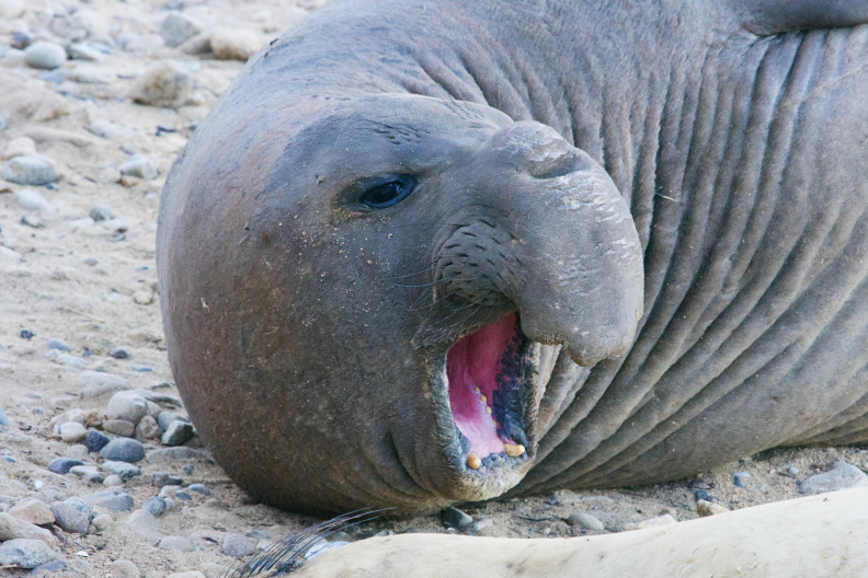 Elephant Seal, Point Reyes