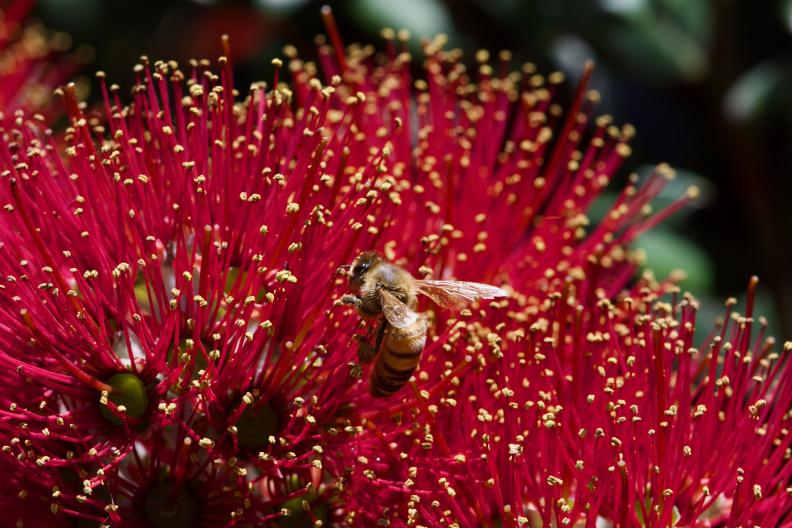 Bee in a flowering Pohutukawa tree