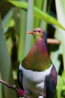 Kereru (Wood Pigeon)