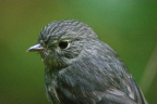 Toutouwai (North Island Robin)