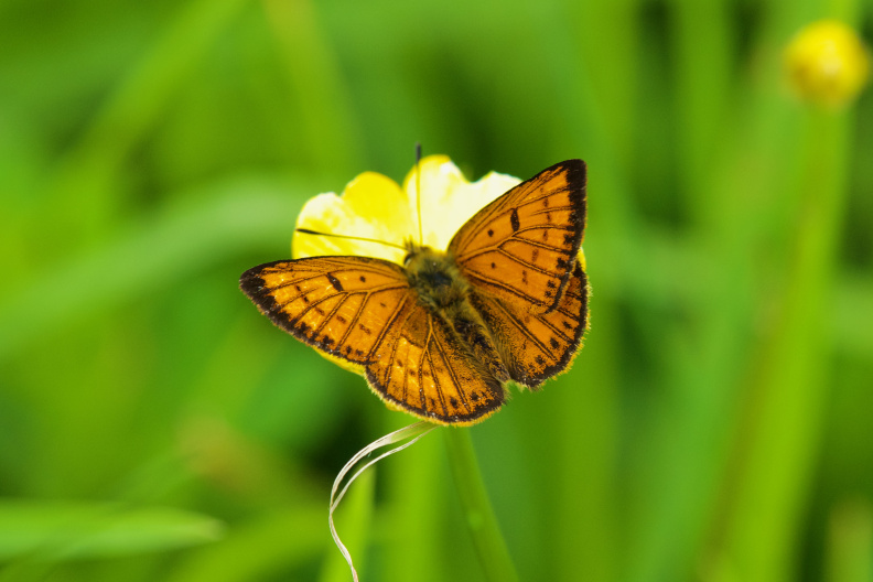 Common Copper butterfly, near Stillwater