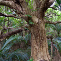 Large puriri tree, Okura Bush Walkway, near Stillwater